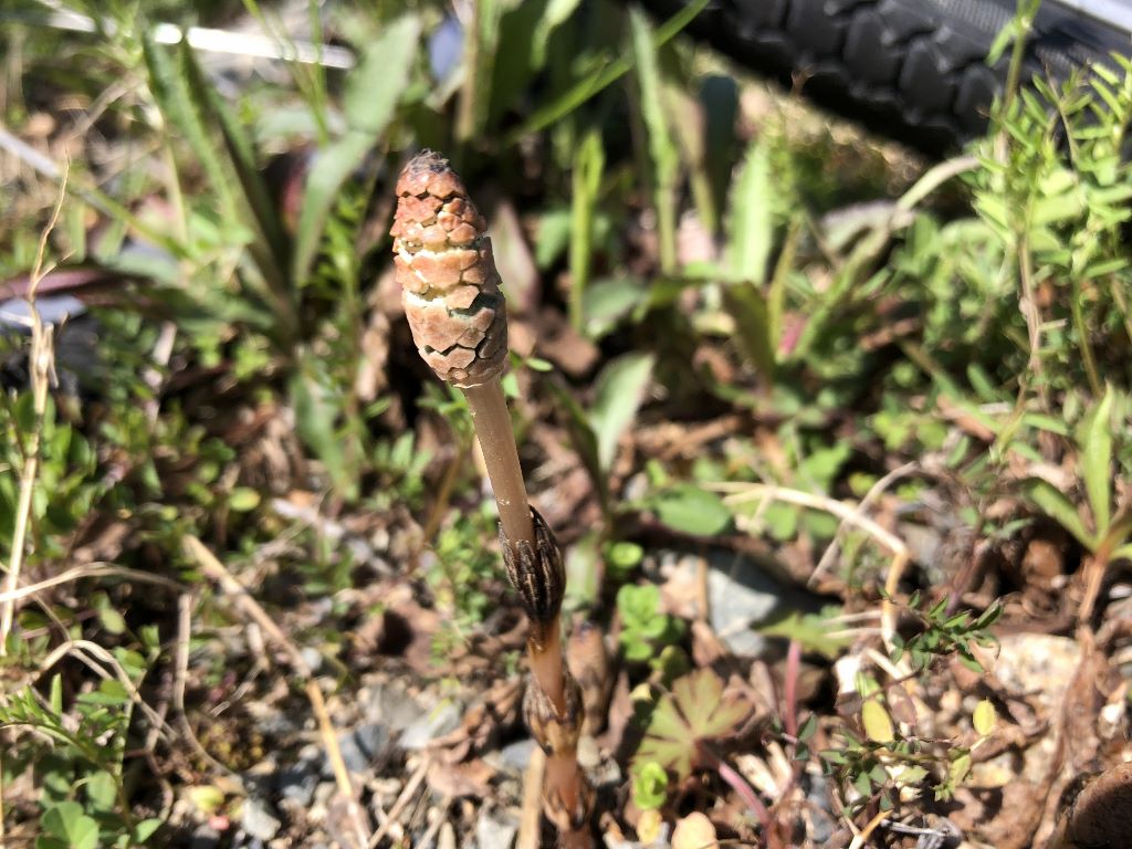 2018-03-19 001 067 (1024x768)